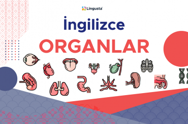 İngilizce Organlar ve Türkçe Karşılıkları ingilizce organlar ve türkçe karşılıkları