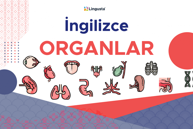 İngilizce Organlar ve Türkçe Karşılıkları ingilizce organlar ve türkçe karşılıkları